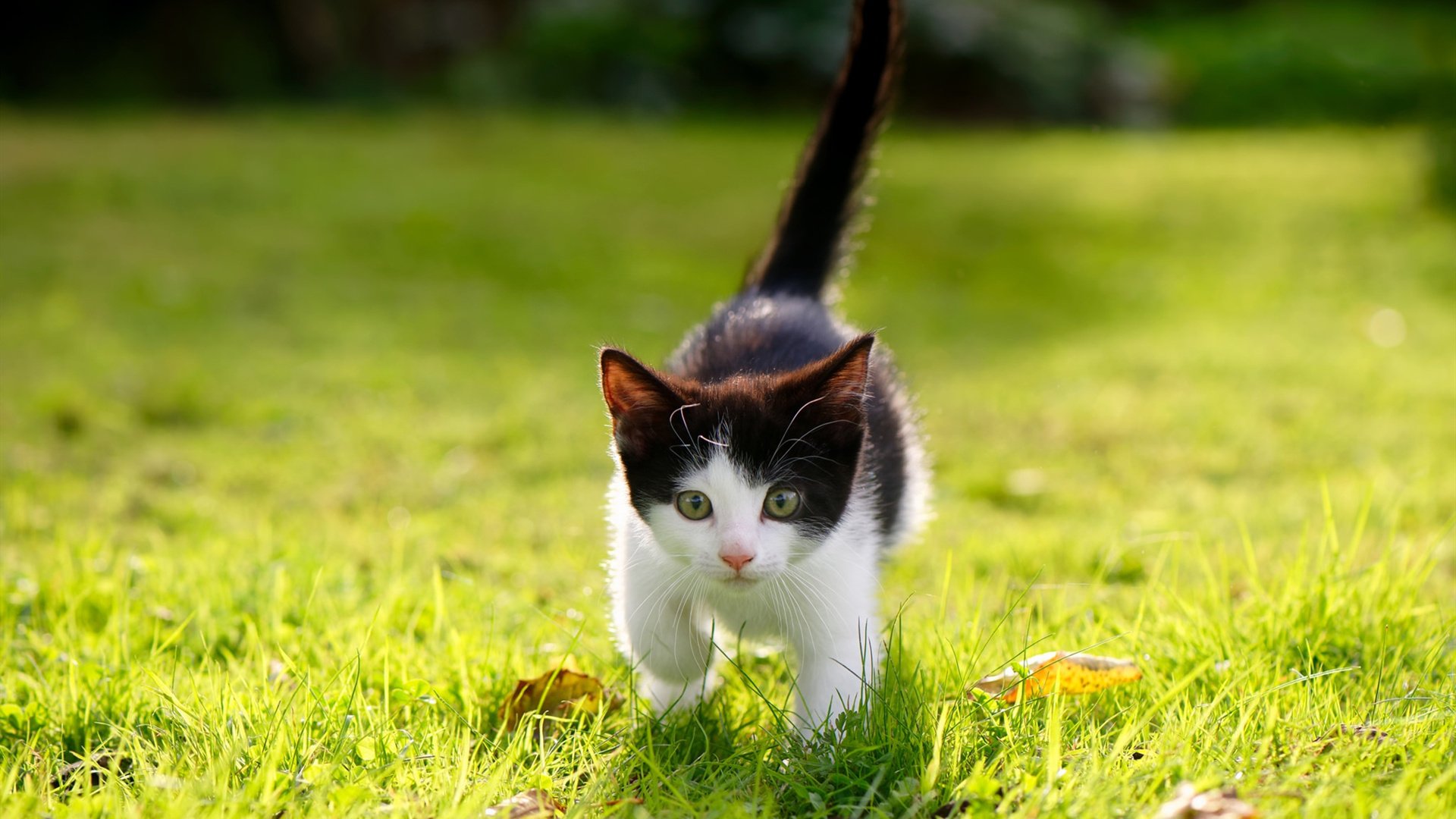 Kaiyun(中国)开云-WRC阿塞拜疆站：山岚险路上的巅峰对决，阿塞拜疆f1