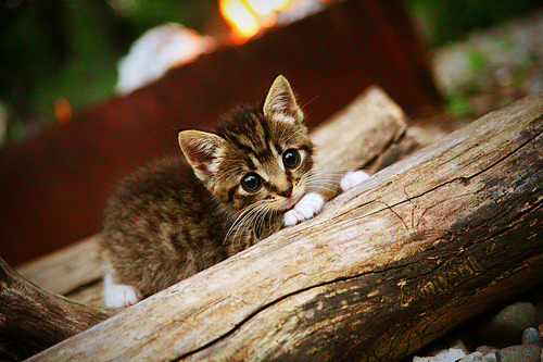 开云首页登录-城市夜跑节：灯火阑珊中的运动狂欢，城市夜徒