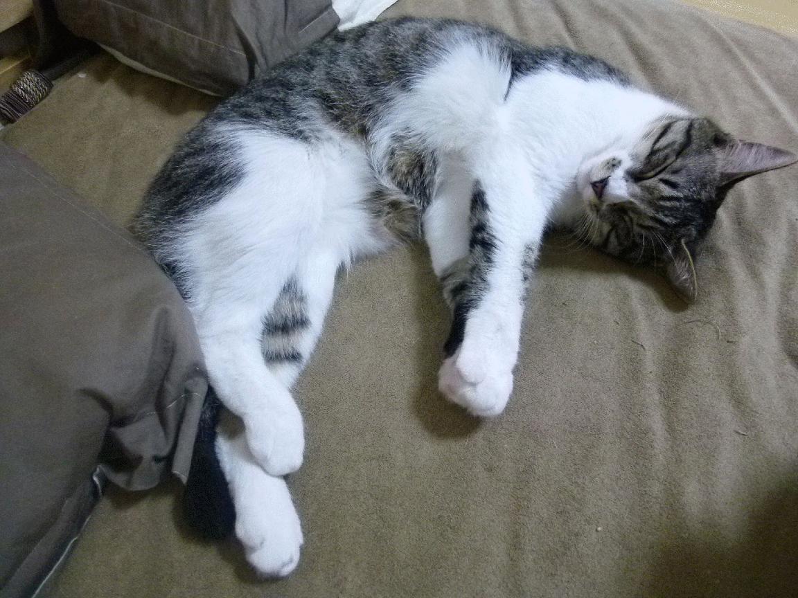 开云网页版-足球赛事视频版权授权平台完成首轮融资，足球比赛直播版权