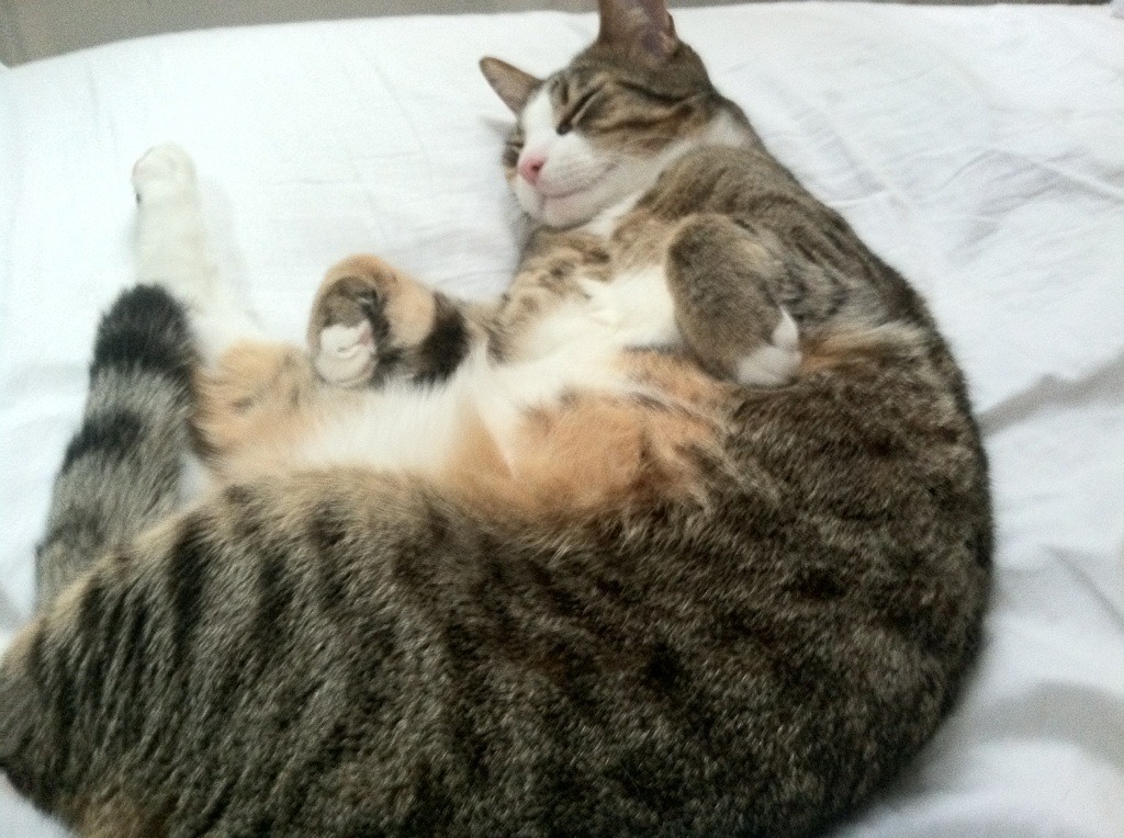 kaiyun 开云体育-顶级运动员揭秘：训练技巧助力台球赛场夺冠，职业台球选手训练方法