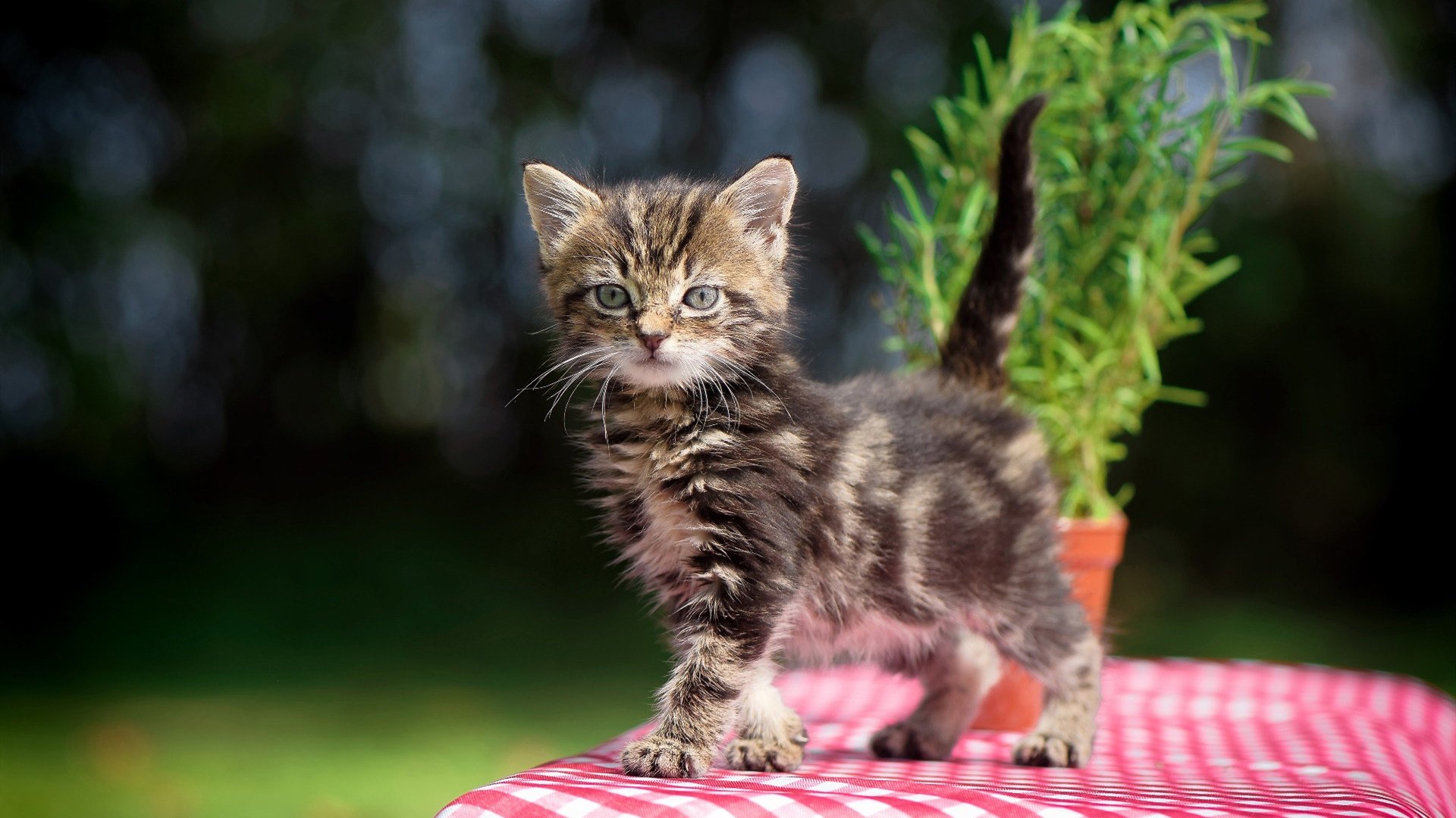 开云官方网页登录-意大利队弃用老将，转投年轻阵容，意大利队公布大名单