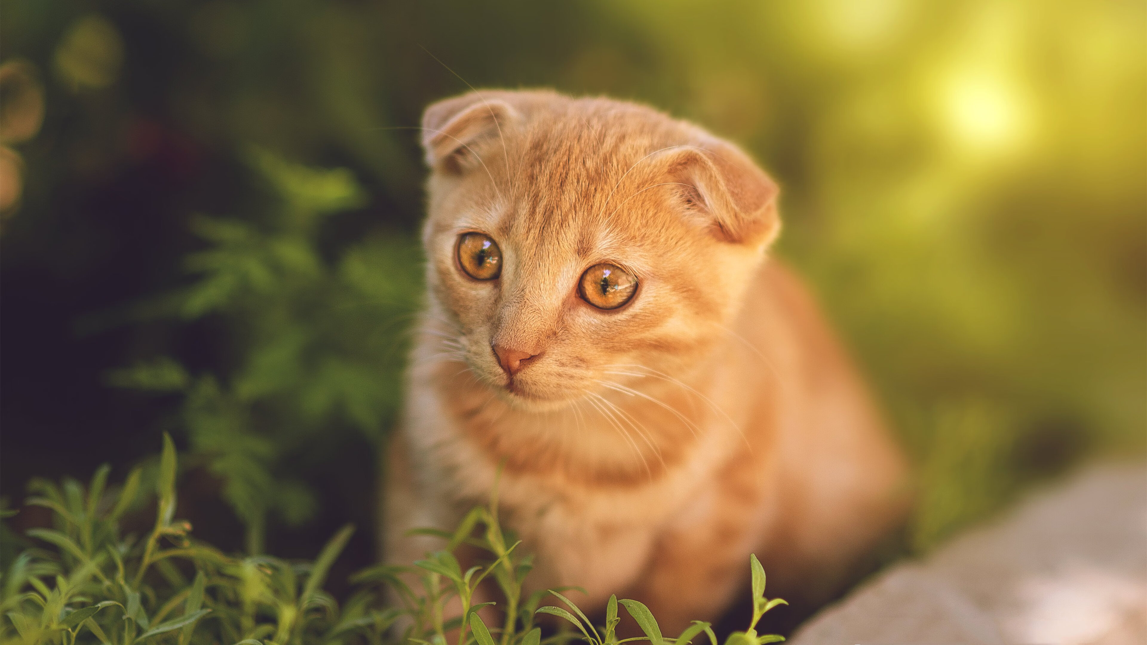 kaiyun-网坛黑马爆冷击败世界第一，黑马网球俱乐部