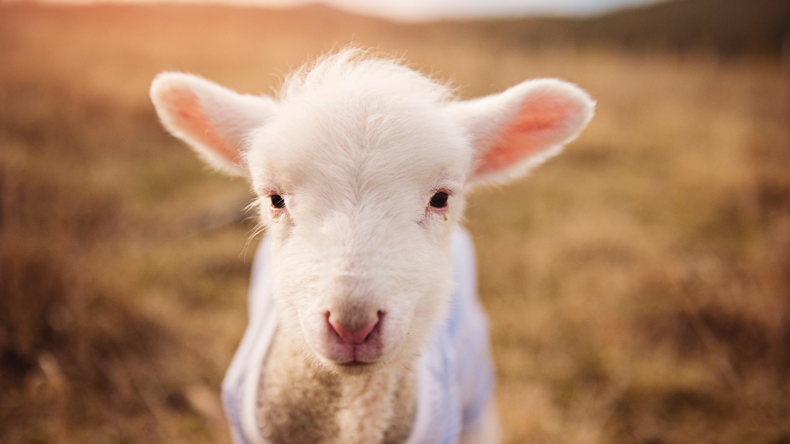 KAIYUN 中国大陆-职业联赛加强数据分析支持战术决策和球员表现，联赛特性及大数据精细汇总